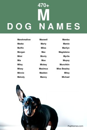 dog names starting with m