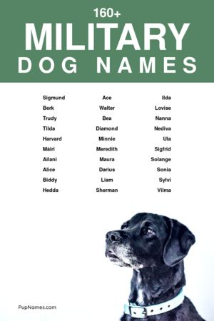 military dog names