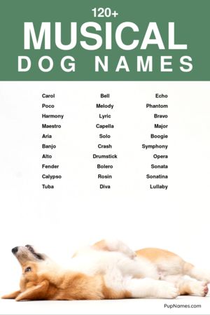 Musical Dog Names