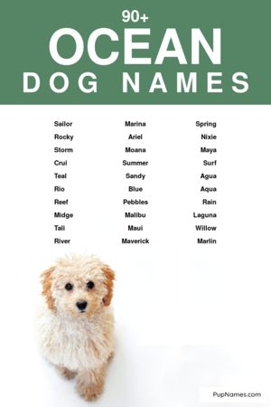 ocean dog names