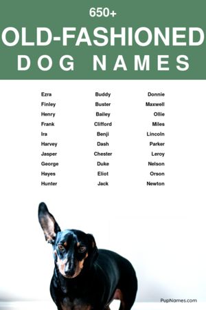 380+ Old Fashioned Dog Names For Boys (+ Meanings) | PupNames.com™