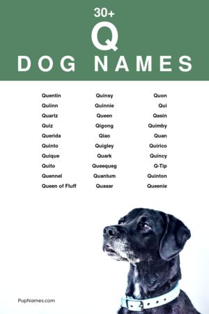 dog names starting with q