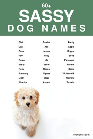 sassy dog names