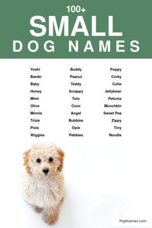 small dog names