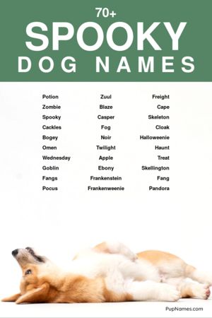 spooky dog names