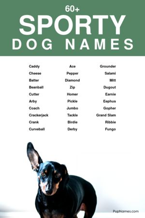 sporty dog names