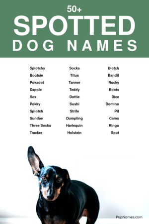spotted dog names