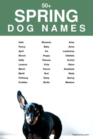 spring dog names