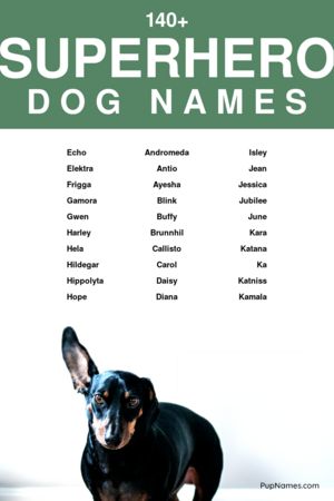 superhero dog names