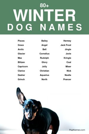 winter dog names