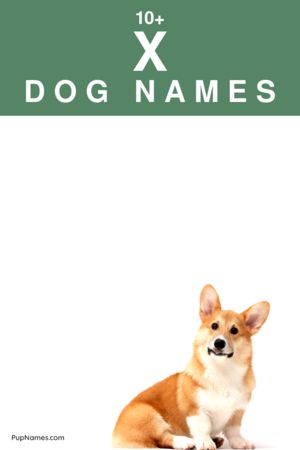 dog names starting with x