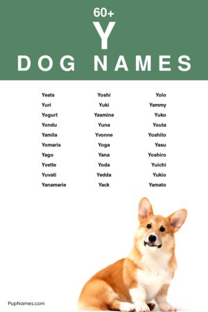 dog names starting with y