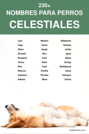 nombres celestiales para perros