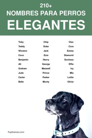 nombres elegantes para perros