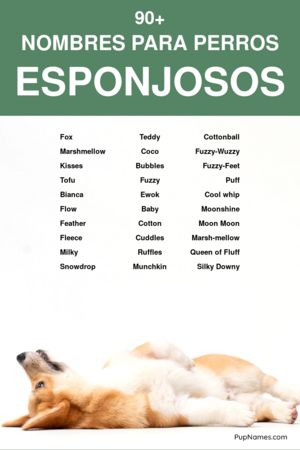 nombres para perros esponjosos