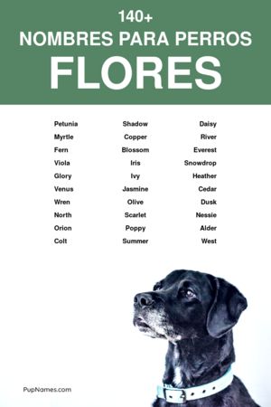 nombres de flores para perros