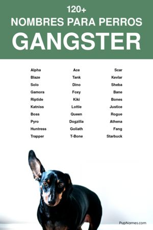 nombres gángster para perros
