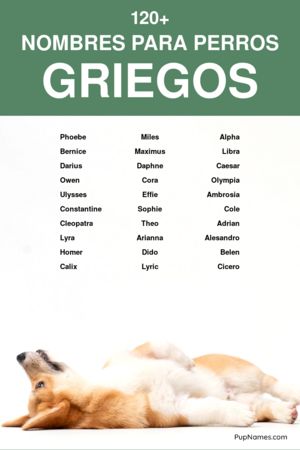 nombres griegos para perros