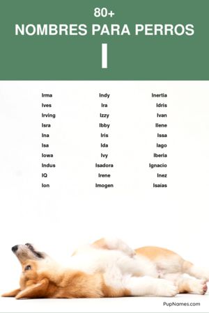 nombres para perros que empiezan con i