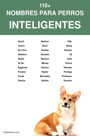 nombres inteligentes para perros