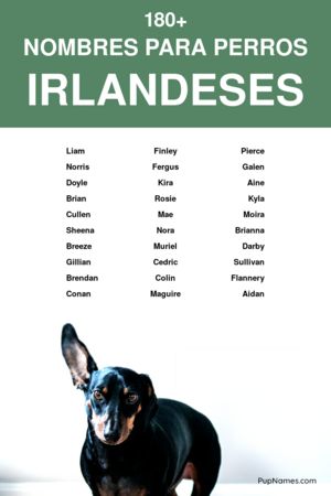 nombres irlandeses para perros