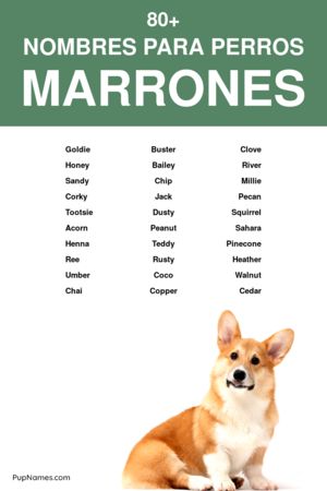 nombres para perros marrones