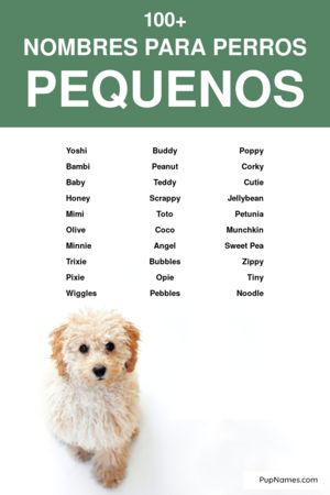 nombres para perros pequeños