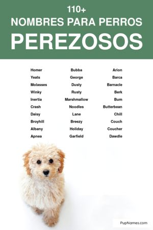 nombres para perros perezosos