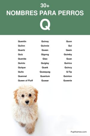 nombres para perros que empiezan con q