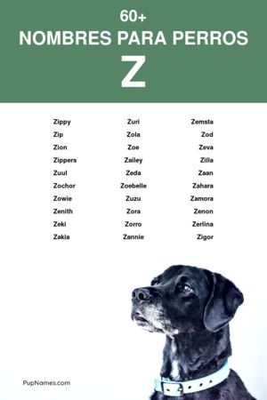 nombres para perros que empiezan con z