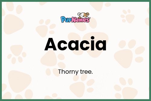 Acacia dog name meaning