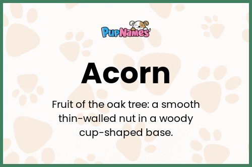 Acorn dog name meaning