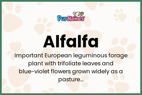 Alfalfa dog name meaning