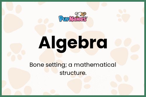Algebra dog name meaning