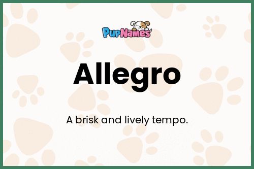 Allegro dog name meaning