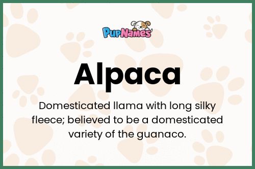 Alpaca dog name meaning