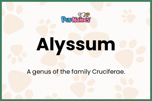 Alyssum dog name meaning