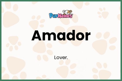 Amador dog name meaning