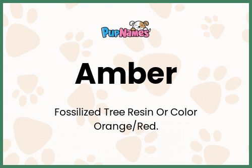 Amber dog name meaning