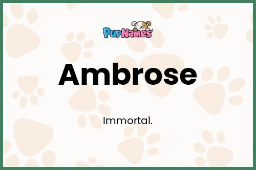 Ambrose dog name meaning