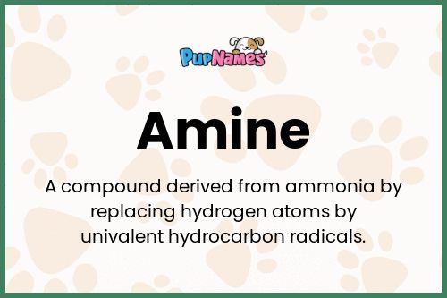 Amine dog name meaning