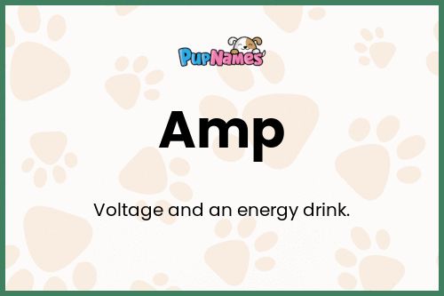 Amp dog name meaning