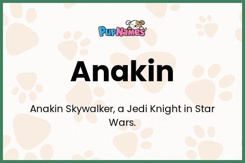 Anakin dog name meaning