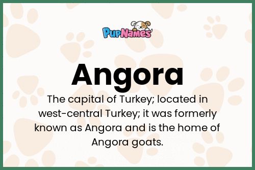 Angora dog name meaning