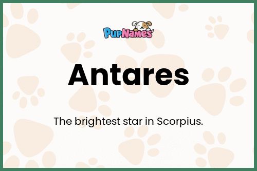 Antares dog name meaning