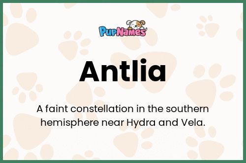 Antlia dog name meaning