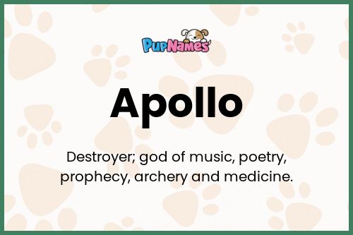 Apollo dog name meaning