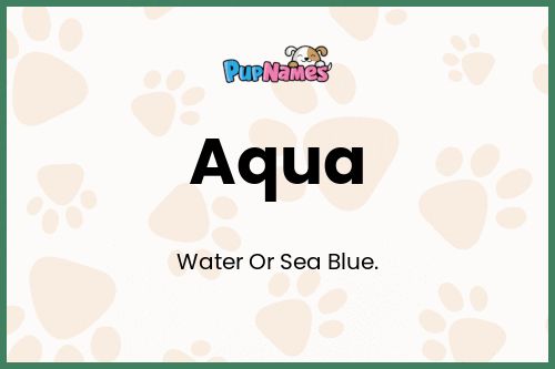 Aqua dog name meaning