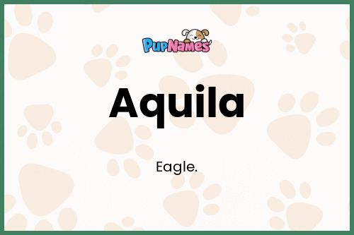 Aquila dog name meaning