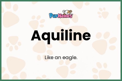 Aquiline dog name meaning